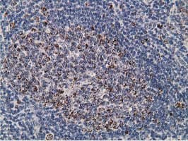 SSX1 Antibody (clone OTI1E10)