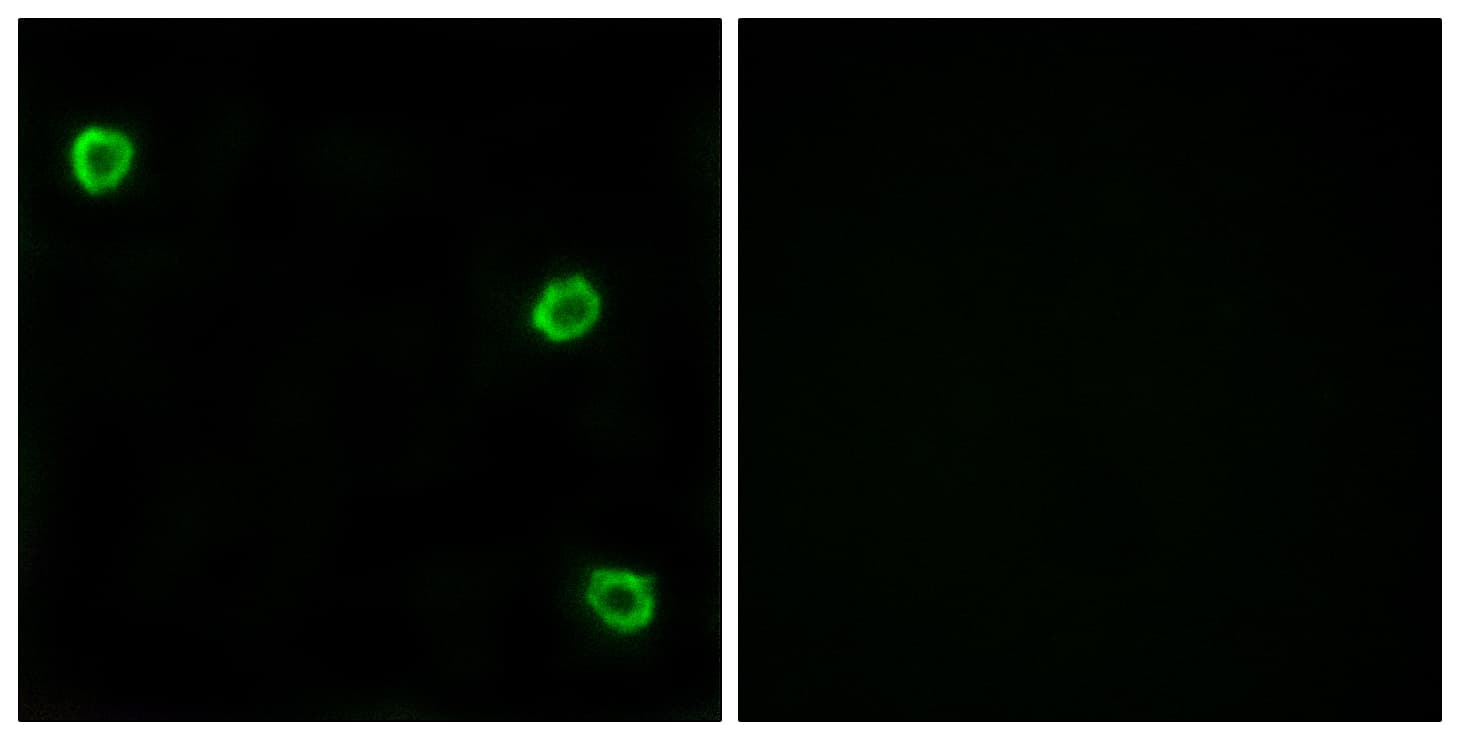 OR51Q1 Antibody (aa268-317)