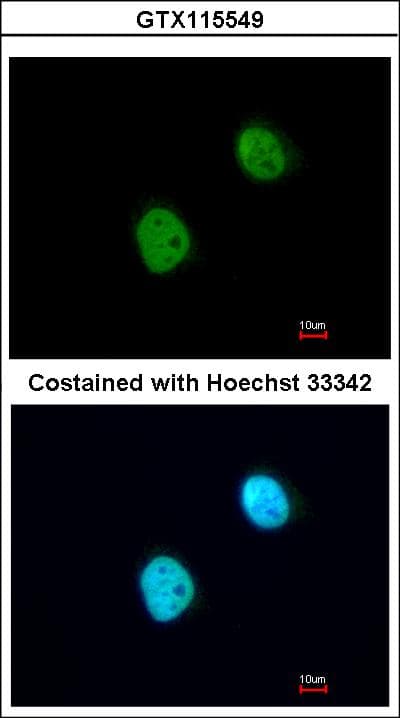 Histone H3.3 Antibody (aa1-86)