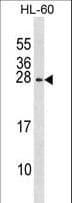 RGS2 Antibody (aa4-32)