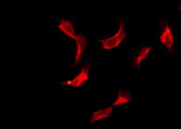Polyclonal Rabbit anti-Human OR10H2 Antibody (IF, WB)