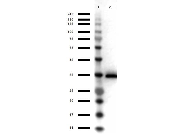 GPD1 Antibody (Liquid, HRP)