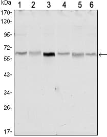 STK11 / LKB1 Antibody (clone 4H12)