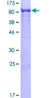 Human HSPA8 / HSC70 Protein (Recombinant GST)