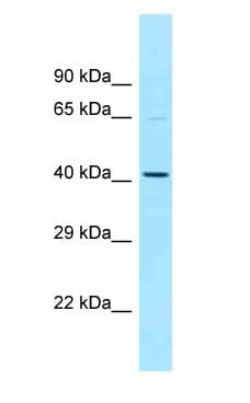 NOS1AP / CAPON Antibody (aa436-485)