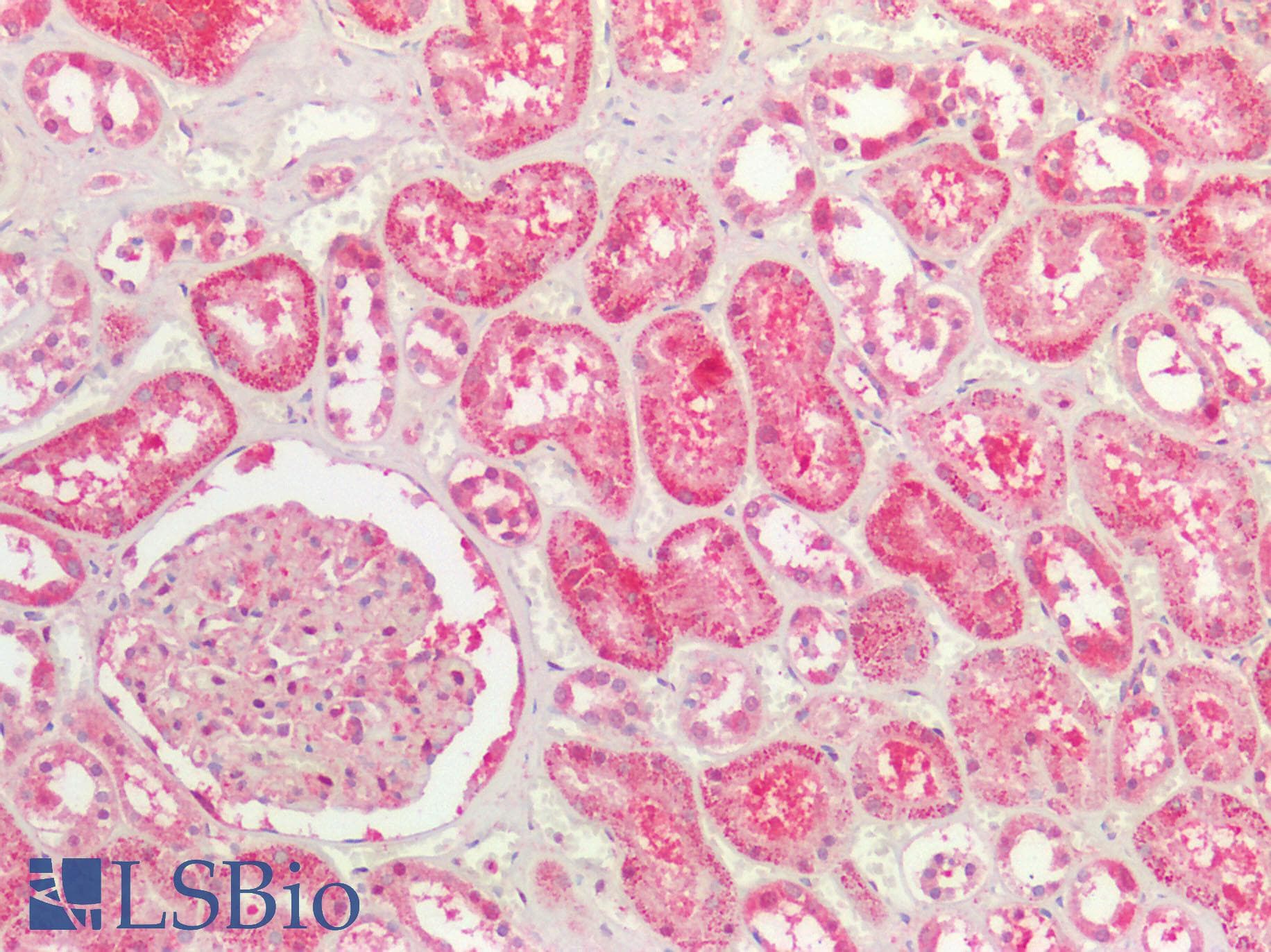 IHC-plus™ EXT1 Antibody