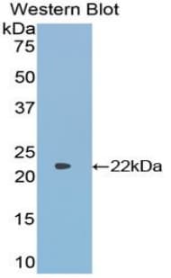 IL-33 Antibody (aa112-270)