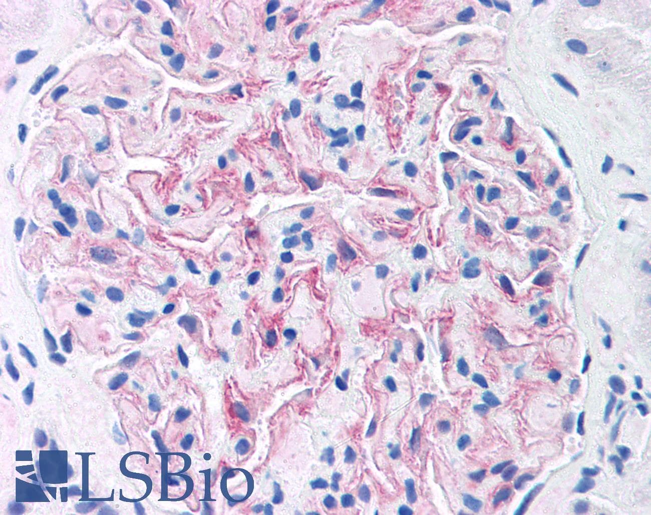 IHC-plus™ NPHS1 / Nephrin Antibody (aa1218-1234)