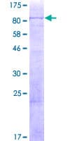 Human KIF19 Protein (Recombinant GST)
