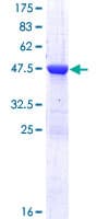 Human RAB2A / RAB2 Protein (Recombinant GST)