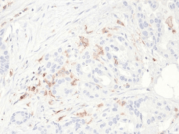 CD80 Antibody (clone C80/2723)