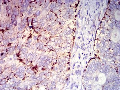 CXCR2 Antibody (clone 7E9H12)
