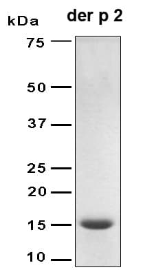 Dermatophagoides pteronyssinus Dermatophagoides DERP2 Protein (Recombinant 6His, N-terminus)