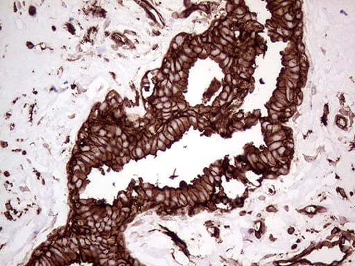 IQGAP1 Antibody (aa464-609, clone OTI6E1)