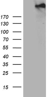 SPAG5 / MAP126 Antibody (aa1-297, clone OTI5H5, Carrier-free)