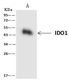 Polyclonal Rabbit anti-Human IDO1 / IDO Antibody