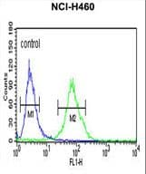 GBA / Glucosidase Beta Acid Antibody (aa337-365)