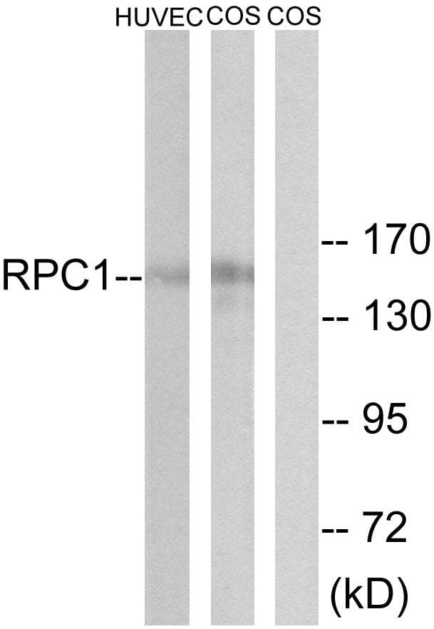 POLR3A Antibody