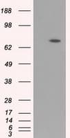 ARNTL / BMAL1 Antibody (clone 1C11, Carrier-free)