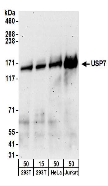 USP7 / HAUSP Antibody (aa1-50)