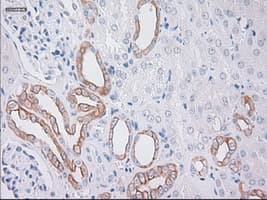 KRT19 / CK19 / Cytokeratin 19 Antibody (clone OTI4E12)