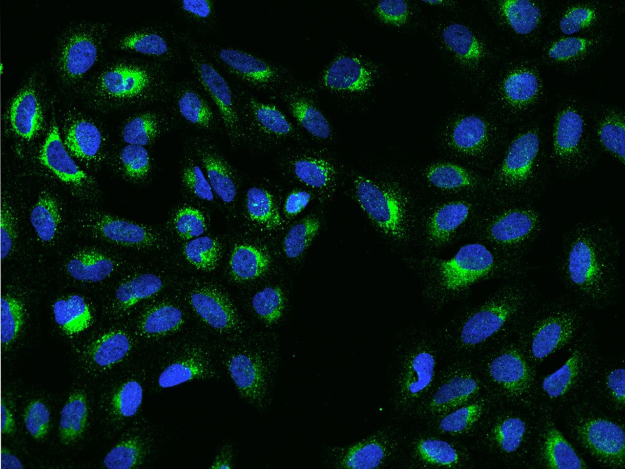 Monoclonal Rabbit anti-Human S100B / S100 Beta Antibody (clone 244, Preservative Free, IHC, IF)
