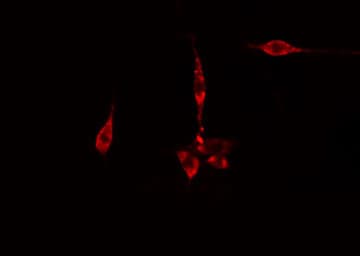 SYT11 Antibody