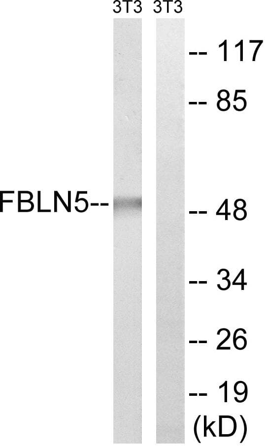 FBLN5 / Fibulin 5 Antibody