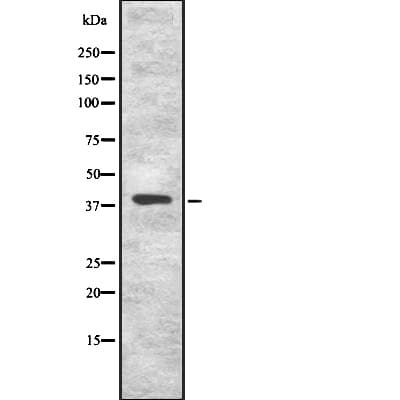 KLF8 Antibody