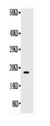 KITLG / SCF Antibody (aa26-190)