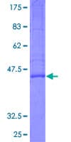 Human KLRG1 Protein (Recombinant GST)
