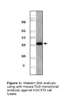 UBXD9 / ASPL Antibody (clone 4A11A6G11)