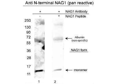 GDF15 Antibody