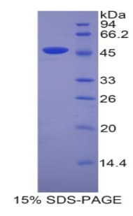 Mouse Lcn4 / Lipocalin 4 Protein (Recombinant His-GST)