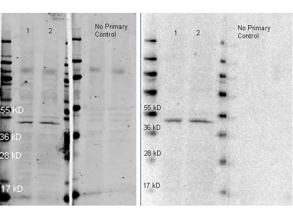 Goat Anti-Rabbit IgG Secondary Antibody (Atto 647N)