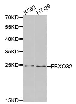 FBXO32 / Fbx32 Antibody