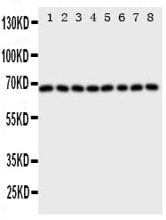 PTPN11 / SHP-2 / NS1 Antibody (aa582-597)