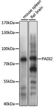 PAD2 / PADI2 Antibody