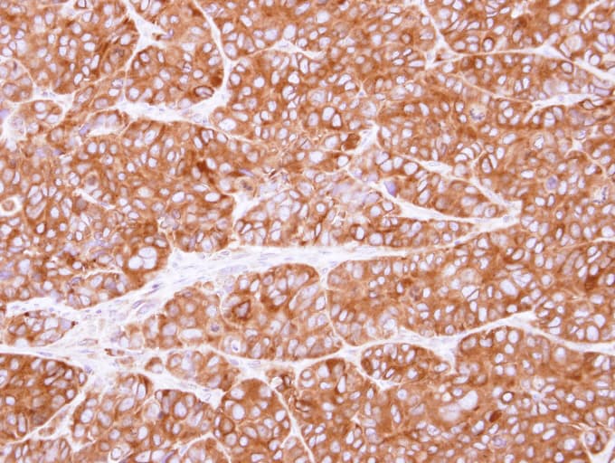 PEX19 Antibody (aa1-299)