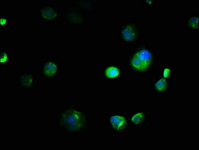 EMC8 / COX4NB Antibody