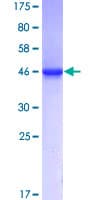 Human RNF11 Protein (Recombinant GST)