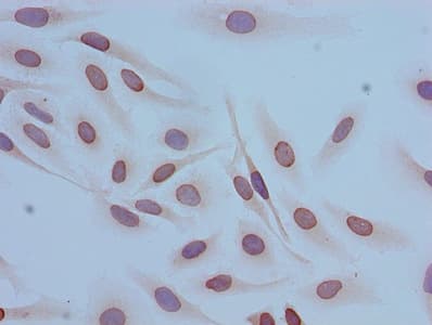 Polyclonal Rabbit anti-Human HIST1H4I Antibody (IHC, IF)