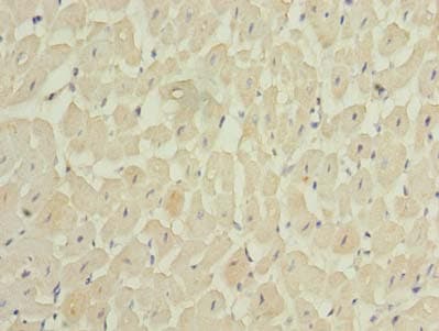 MEI1 Antibody