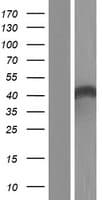 TRIM54 / MURF Protein (Over-Expression Lysate Myc-DDK (Flag))