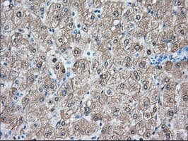 BHMT Antibody (clone OTI2F6)