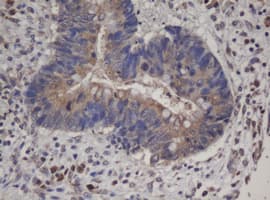 HBS1L Antibody (aa1-260, clone OTI1A2, Carrier-free)