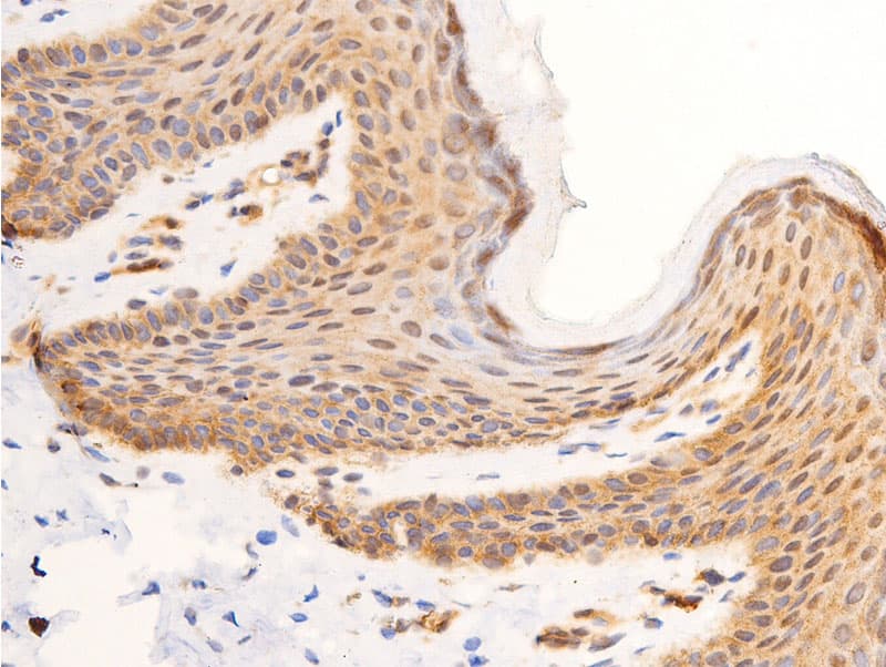 Polyclonal Rabbit anti-Human JUN / c-Jun Antibody (phospho-Tyr170, IHC, WB)