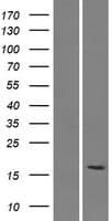 SMIM15 / C5orf43 Protein (Over-Expression Lysate Myc-DDK (Flag))