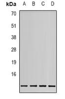 MIF Antibody (Internal)
