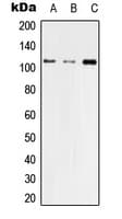 TJP3 / ZO3 Antibody (Internal)